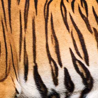 Ella & Viv Animal Kingdom Bengal Tiger