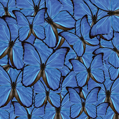 Ella & Viv The Butterfly Effect Blue Butterflies