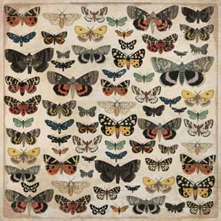 Kaisercraft Anthology Entomology