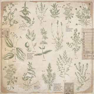 Kaisercraft Anthology Herbs