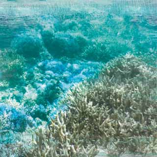 Kaisercraft Deep Sea Barrier Reef