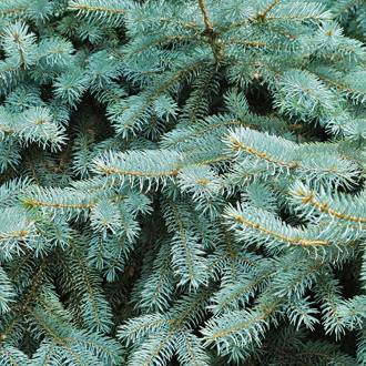 Kaisercraft Mint Wishes Fresh Pine