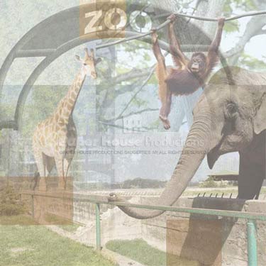 Paper House Productions Zoo Collage
