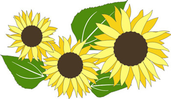Petticoat Parlor Sunflowers (Set of 3)