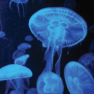 Reminisce Blue Mood Jellyfish