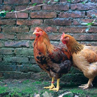 Reminisce Chicken Life Pecking Order