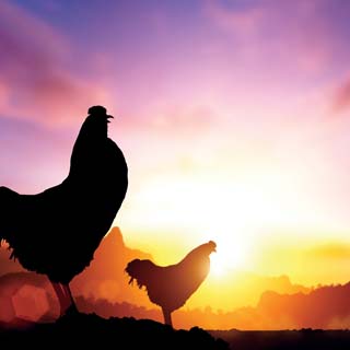 Reminisce Chicken Life Sunrise On The Farm
