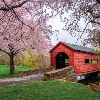 Reminisce Covered Bridges Cherry Blossoms