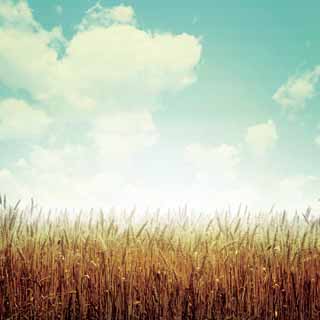 Reminisce Farm Fresh Wheat Field