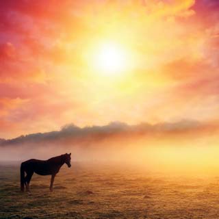 Reminisce Horseplay Horse At Sunrise