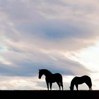 Reminisce Horseplay Horses In Silhouette