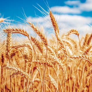 Reminisce In The Field Wheat