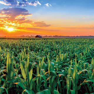 Reminisce In The Field Corn