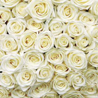 Reminisce Made With Love White Roses