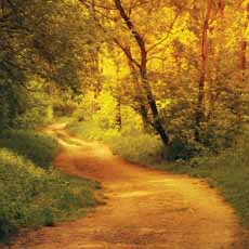 Reminisce Pathways Nature Trek