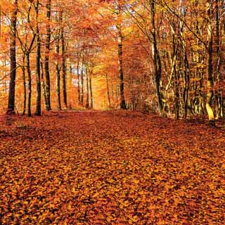 Reminisce Simply Autumn Autumn Splendor