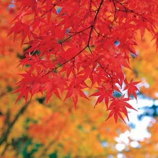 Reminisce Simply Autumn Hello Autumn