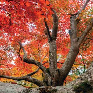 Reminisce Simply Autumn Autumn Colors
