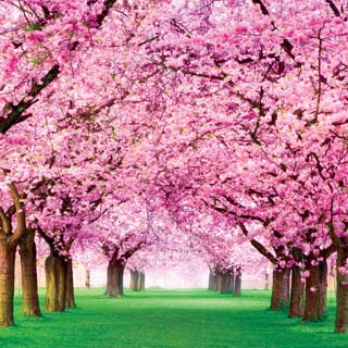 Reminisce Springtime 2022 Cherry Trees