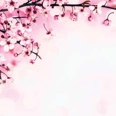 Reminisce Springtime 2022 Apple Blossoms