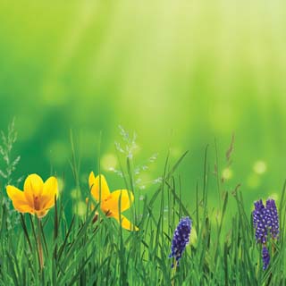 Reminisce Springtime 2022 Daffodils