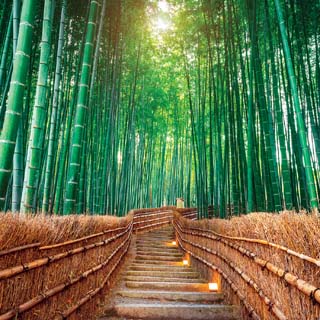 Reminisce The Journey Beyond Bamboo Byway