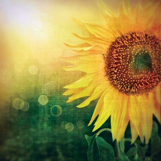 Reminisce Vintage Day Vintage Sunflower