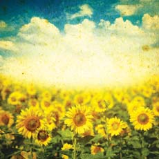 Reminisce Vintage Day Vintage Sunflower