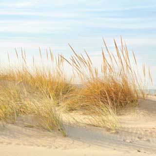 Reminisce Vitamin Sea Beachgrass