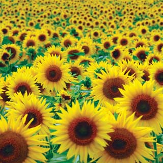 Reminisce Wildflower Sunflower Field
