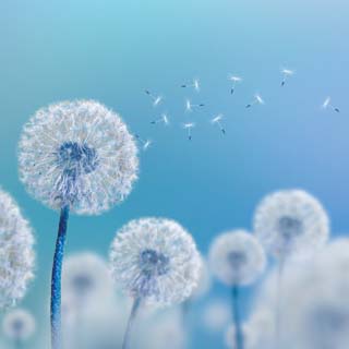 Reminisce Wildflower Dandelion Wish