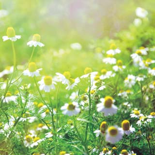 Reminisce Wildflower Field Of Daisies