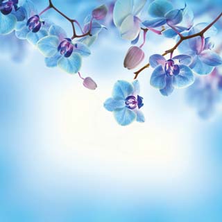 Reminisce Wildflower Beautiful Blue Flowers