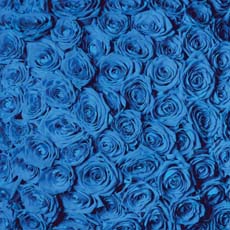 Reminisce Wildflower Beautiful Blue Flowers