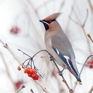 Reminisce Winter Canvas Birds & Berries