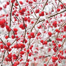 Reminisce Winter Canvas Birds & Berries