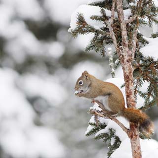 Reminisce Winter Canvas Red Squirrel