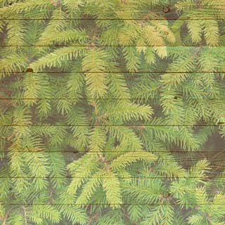 Scrapbook Customs Pine Tree/Cone Background
