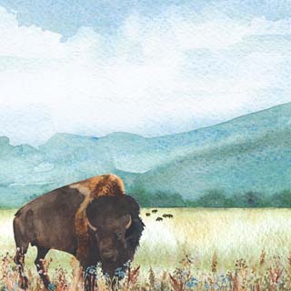 Scrapbook Customs Watercolor Animals Buffalo/Bison