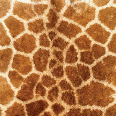 Sugartree Scrapbook Paper Giraffe Spots