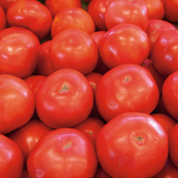 SugarTree Tomatoes