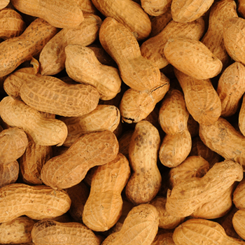 SugerTree Peanuts