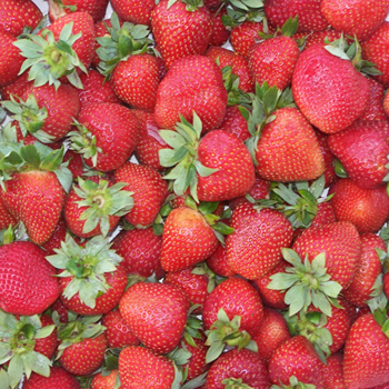 SugarTree Strawberries